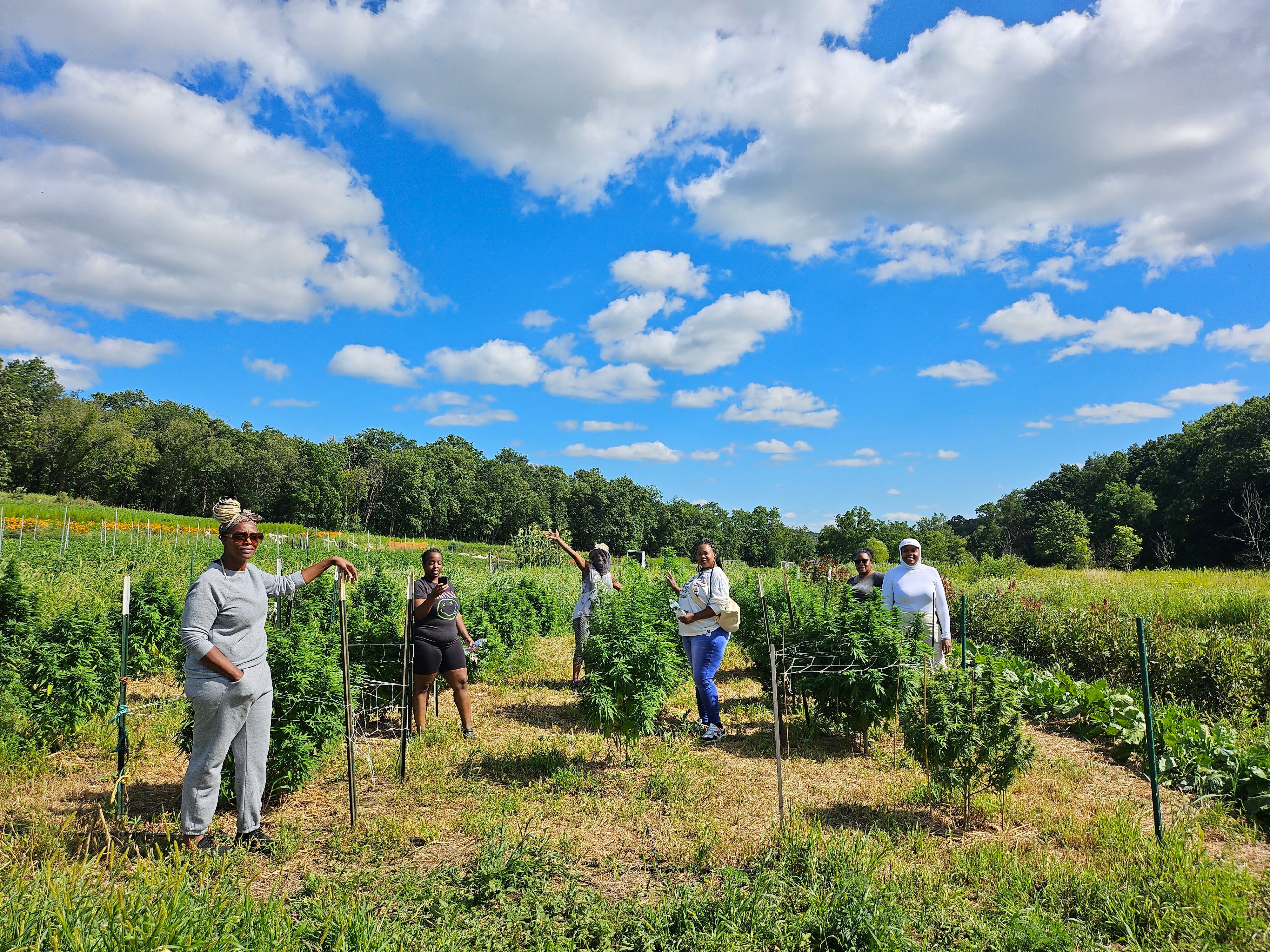 Group of people in a field with hemp plants under a blue sky with clouds